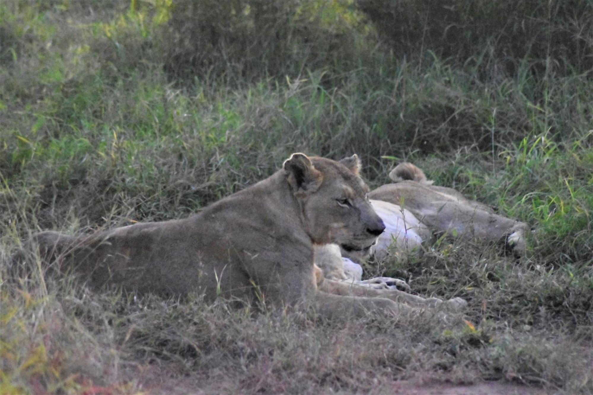 The Baobab Bush Lodge And Villa Ходспруит Екстериор снимка