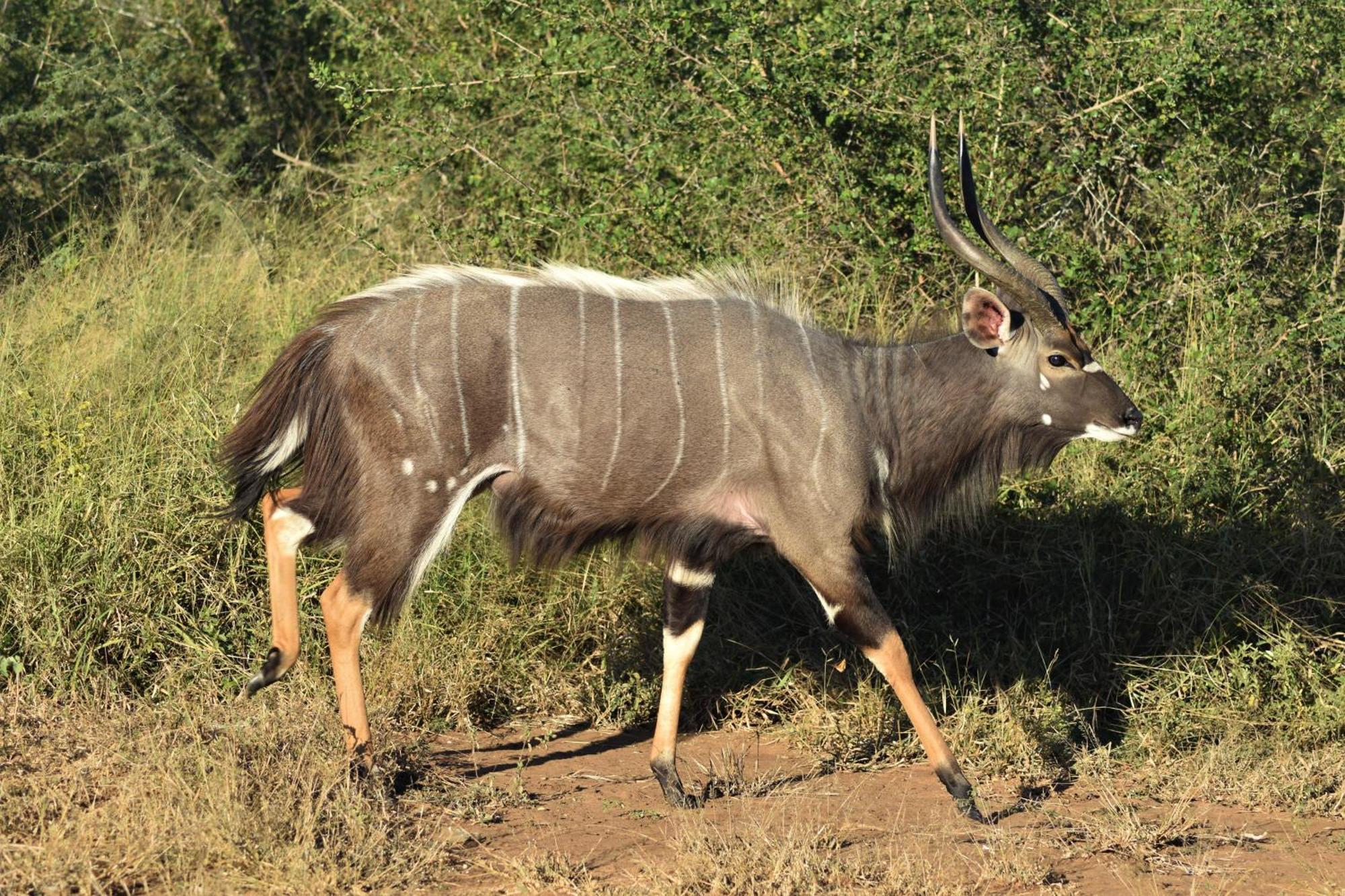 The Baobab Bush Lodge And Villa Ходспруит Екстериор снимка