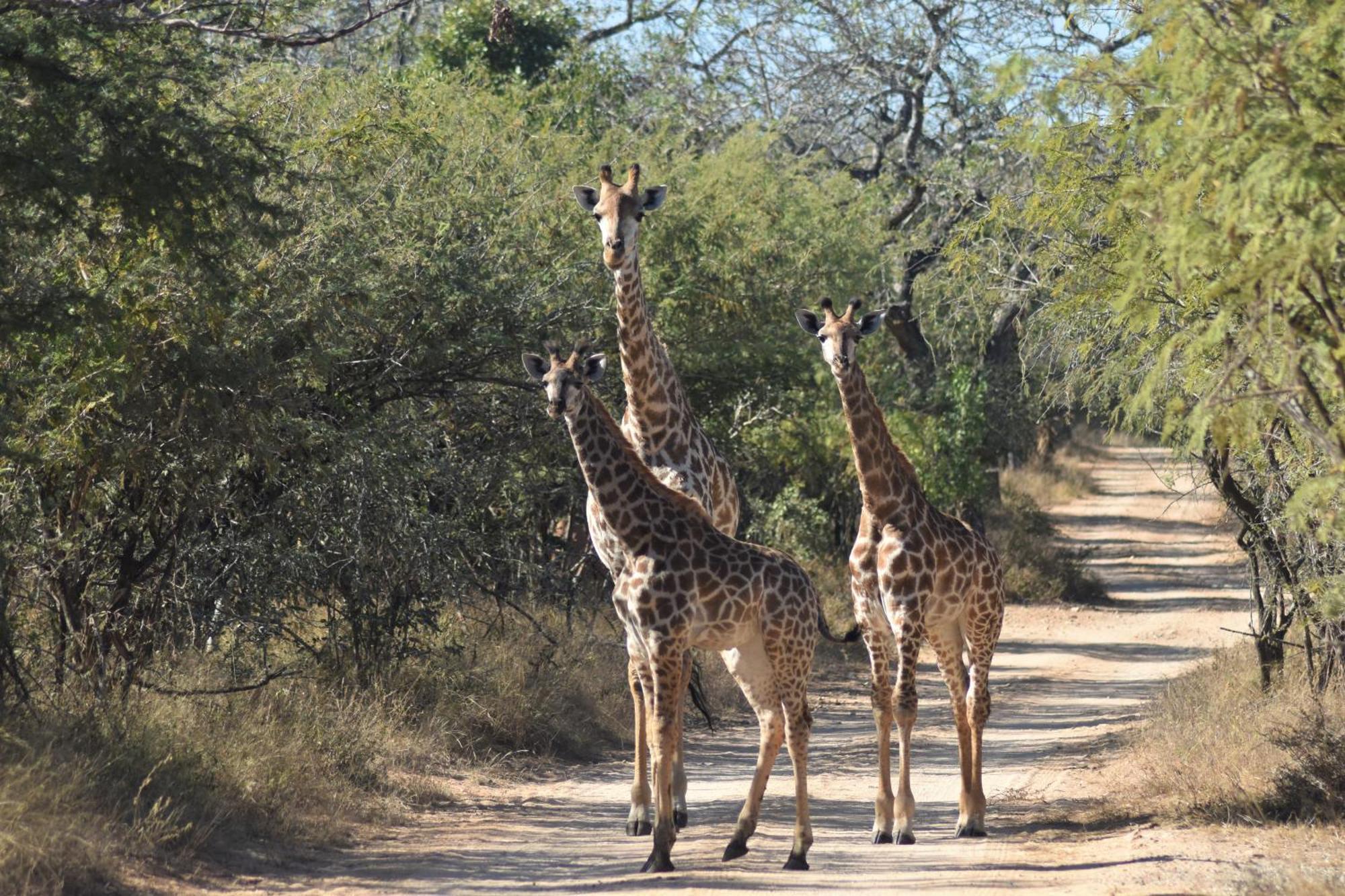 The Baobab Bush Lodge And Villa Ходспруит Екстериор снимка