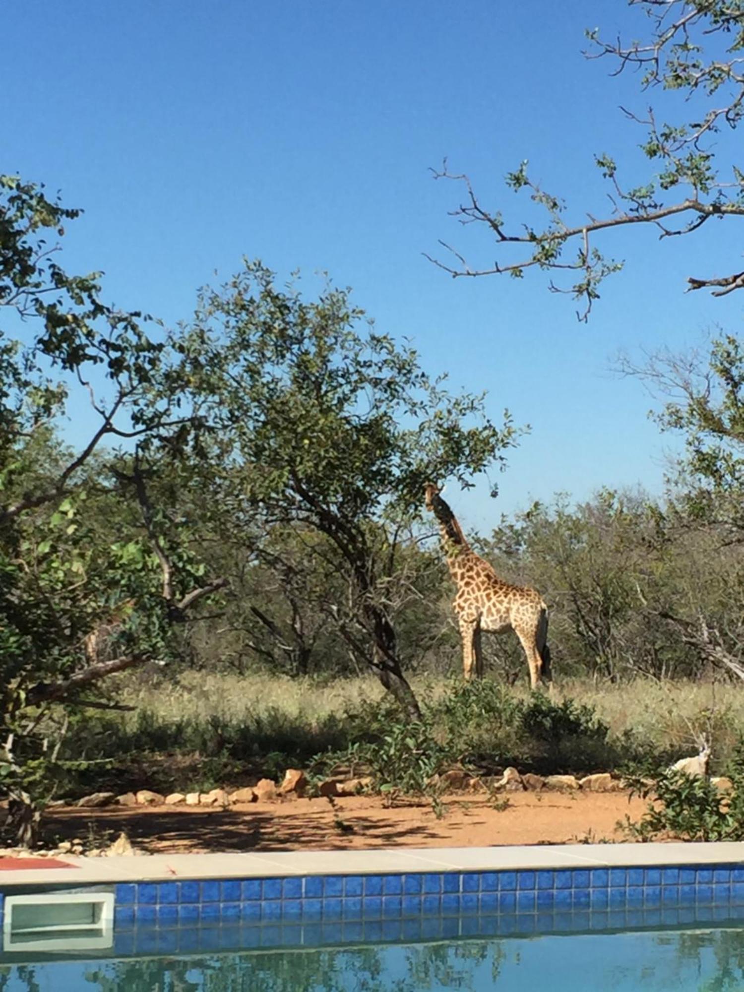 The Baobab Bush Lodge And Villa Ходспруит Екстериор снимка