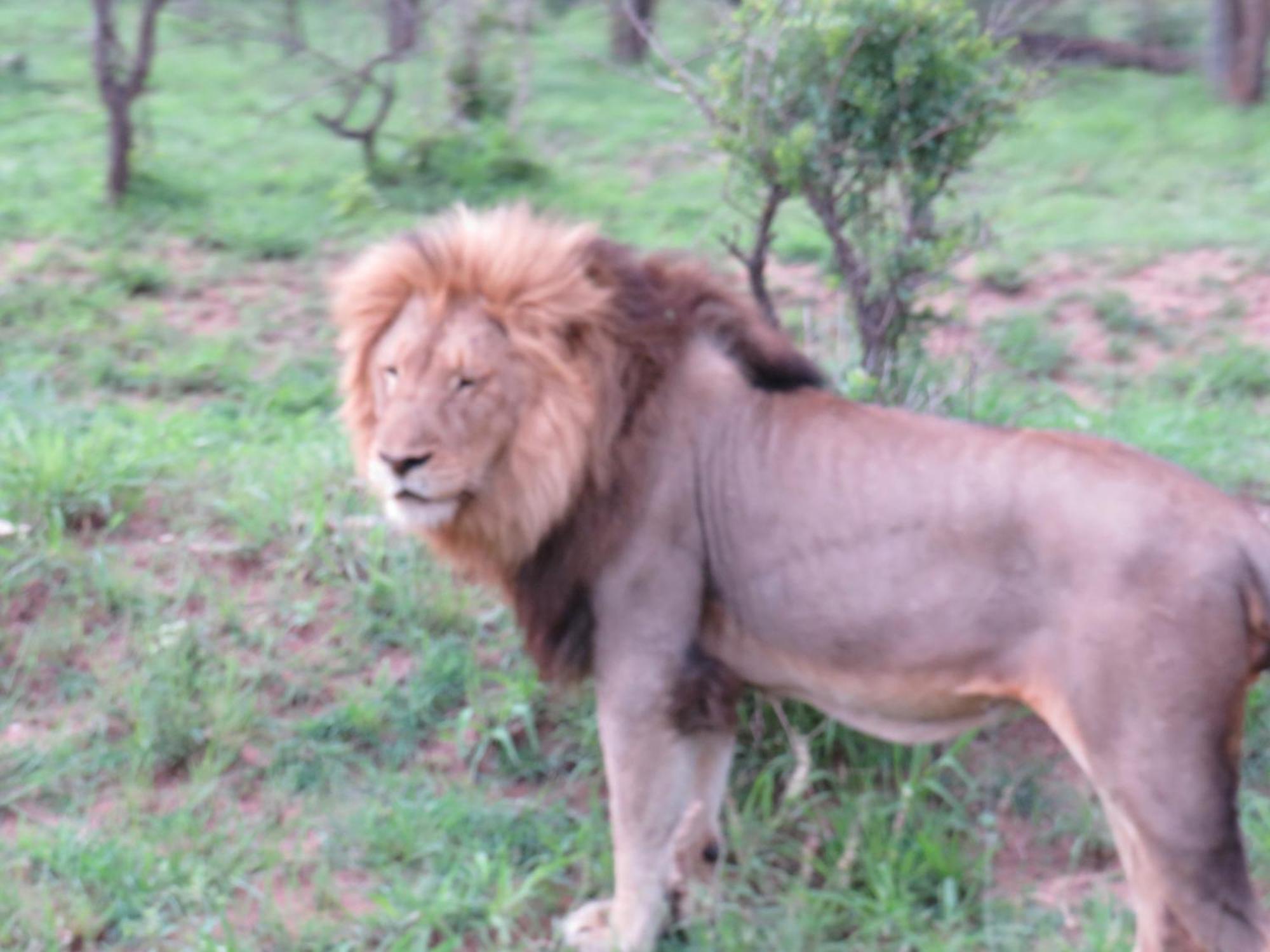 The Baobab Bush Lodge And Villa Ходспруит Екстериор снимка