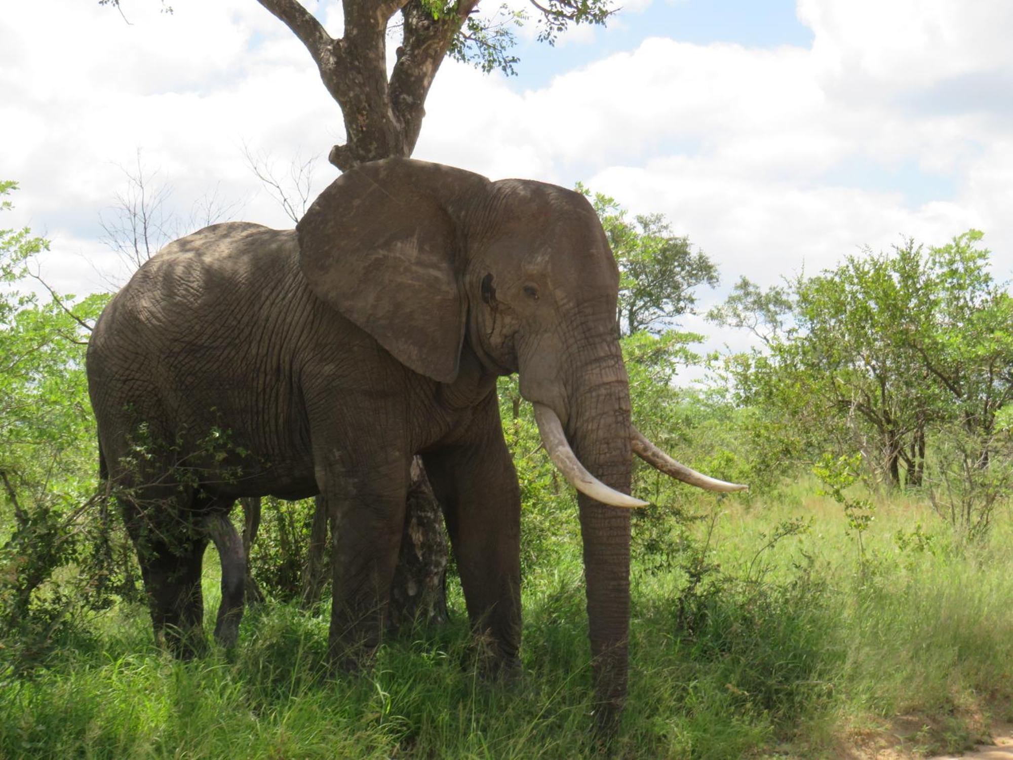 The Baobab Bush Lodge And Villa Ходспруит Екстериор снимка