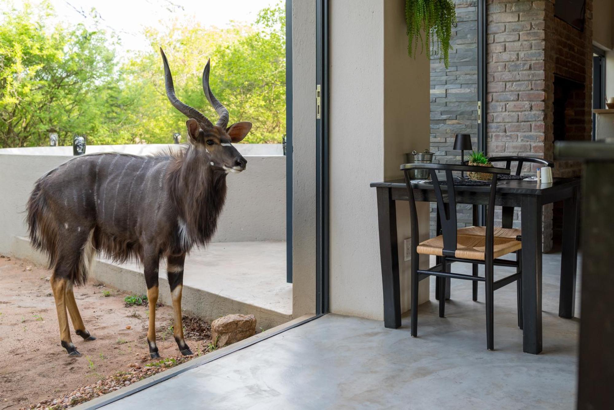The Baobab Bush Lodge And Villa Ходспруит Екстериор снимка